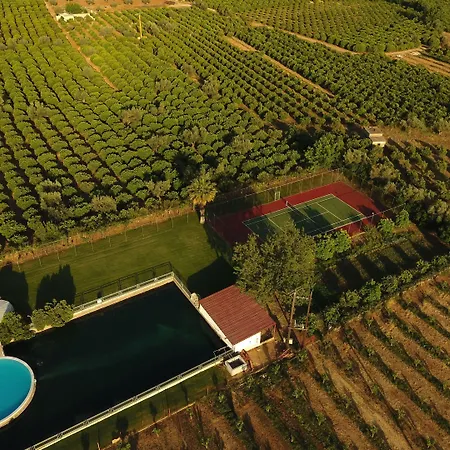 Orange Grove